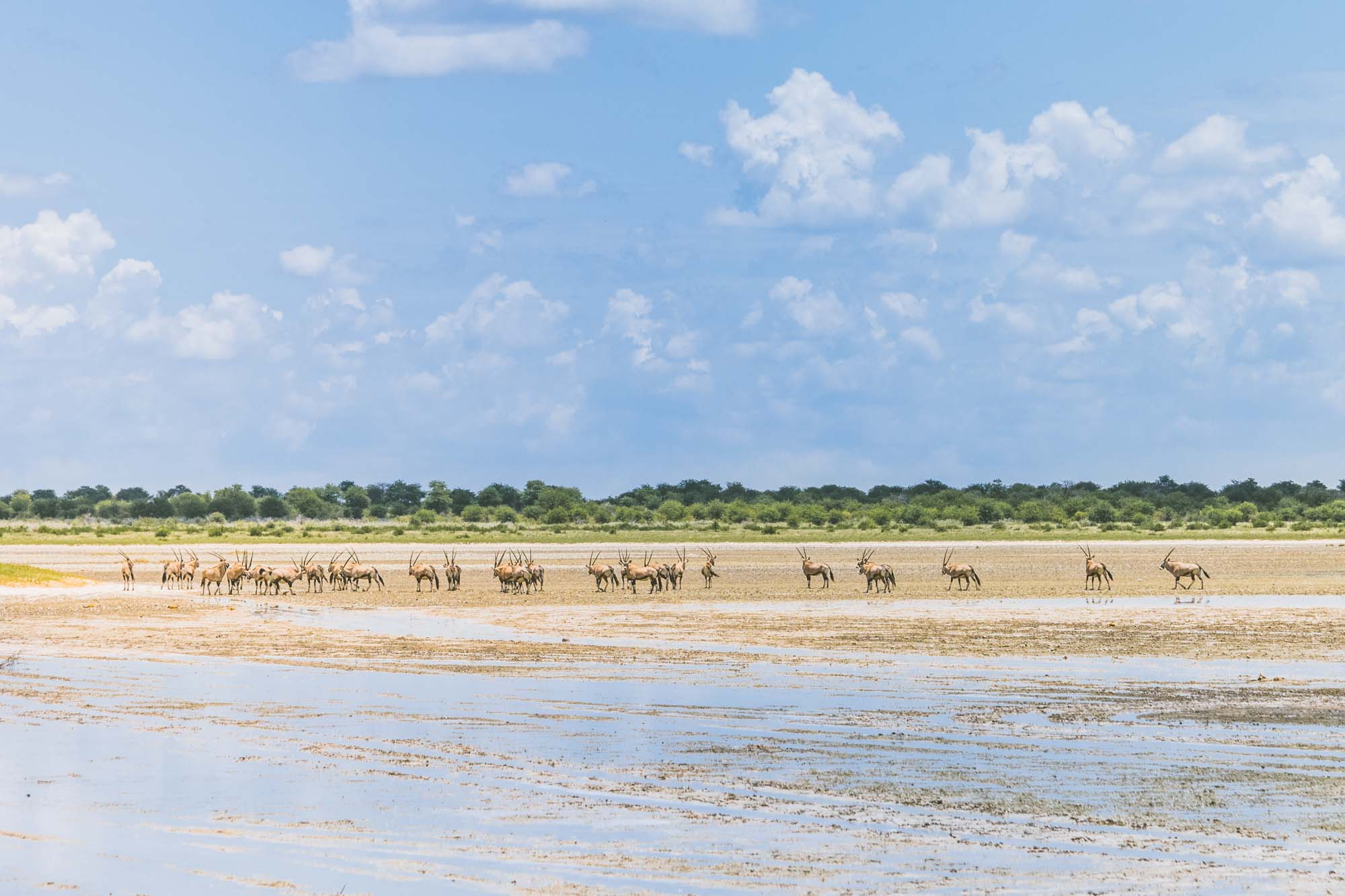 Oryx Nxai Pan National Park Botswana