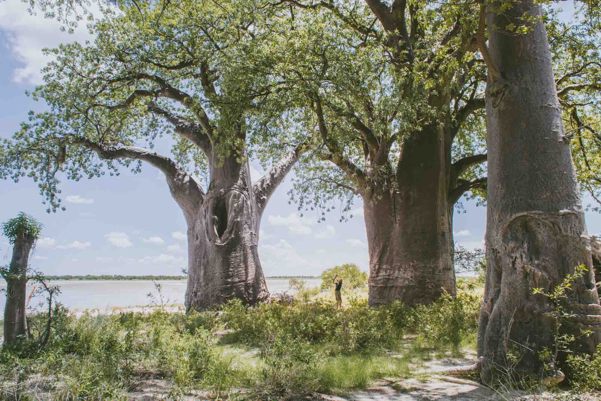 Baines Baobabs Summer