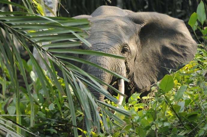African forest elephant, native to the tropical forests of West Africa and the Congo Basin