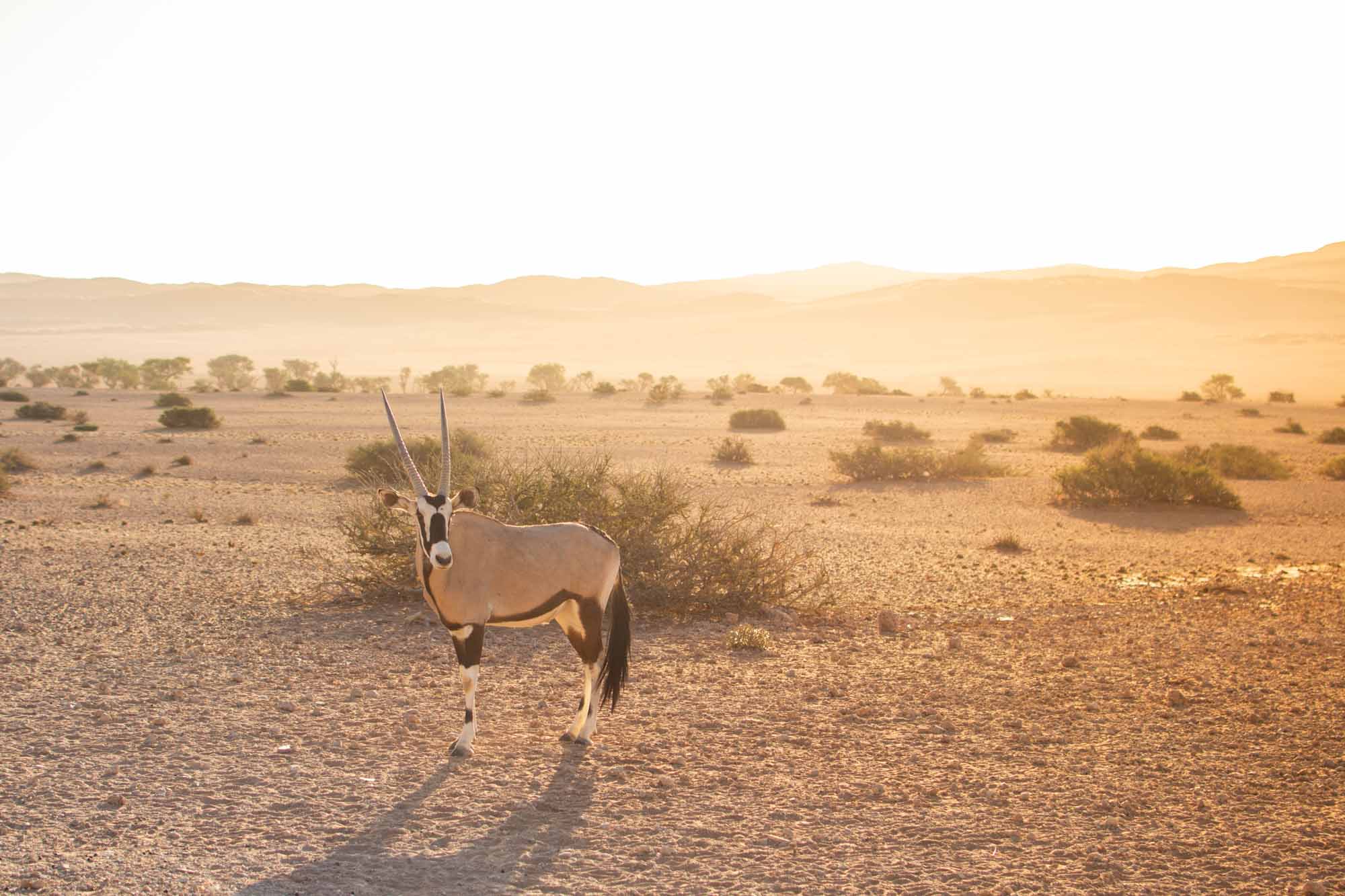 Namibia Oryx