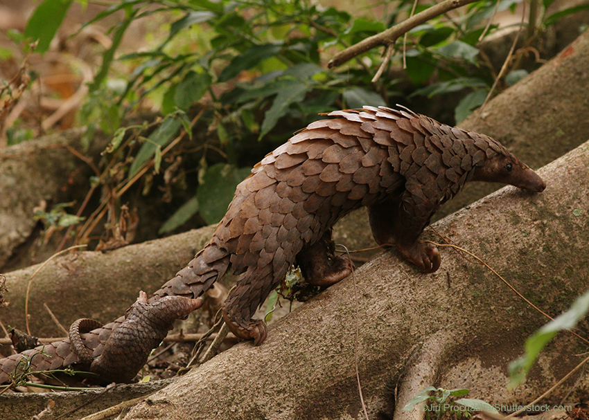 White-bellied pangolin also known as the tree pangolin