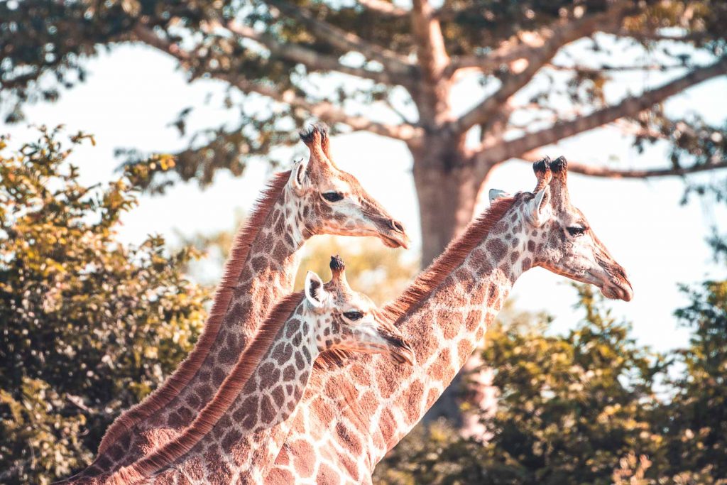 Kissama National Park Giraffe