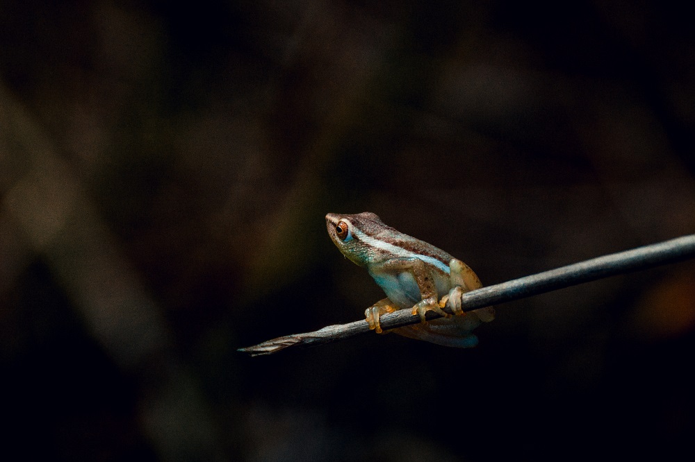Frog on a reed in the Okavango Delta