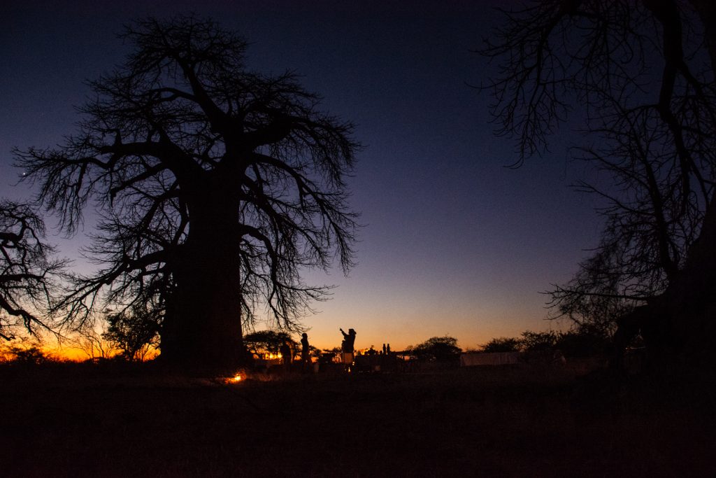Island of Lost Baobabs